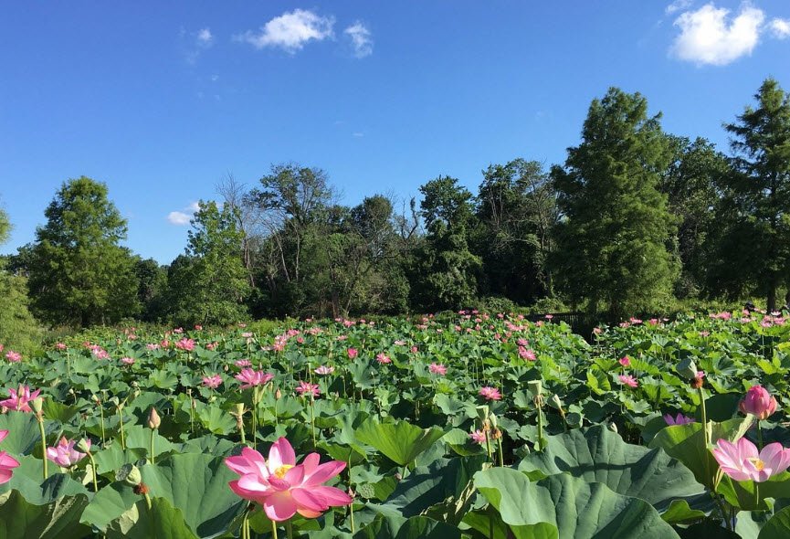Kenilworth Park and Aquatic Gardens, United States